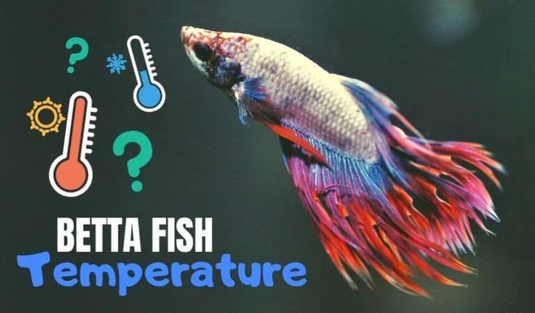 The best water temperature for beta fish is between 78-82 °F